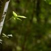 Close up image of a green leaf