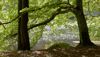 Trees with green leafs and with a lake in the background