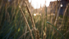 A close-up image of wheat in a field.